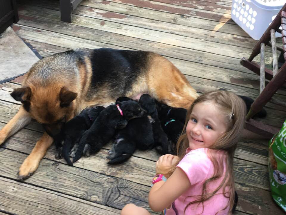 Mother dog breast feed her puppies