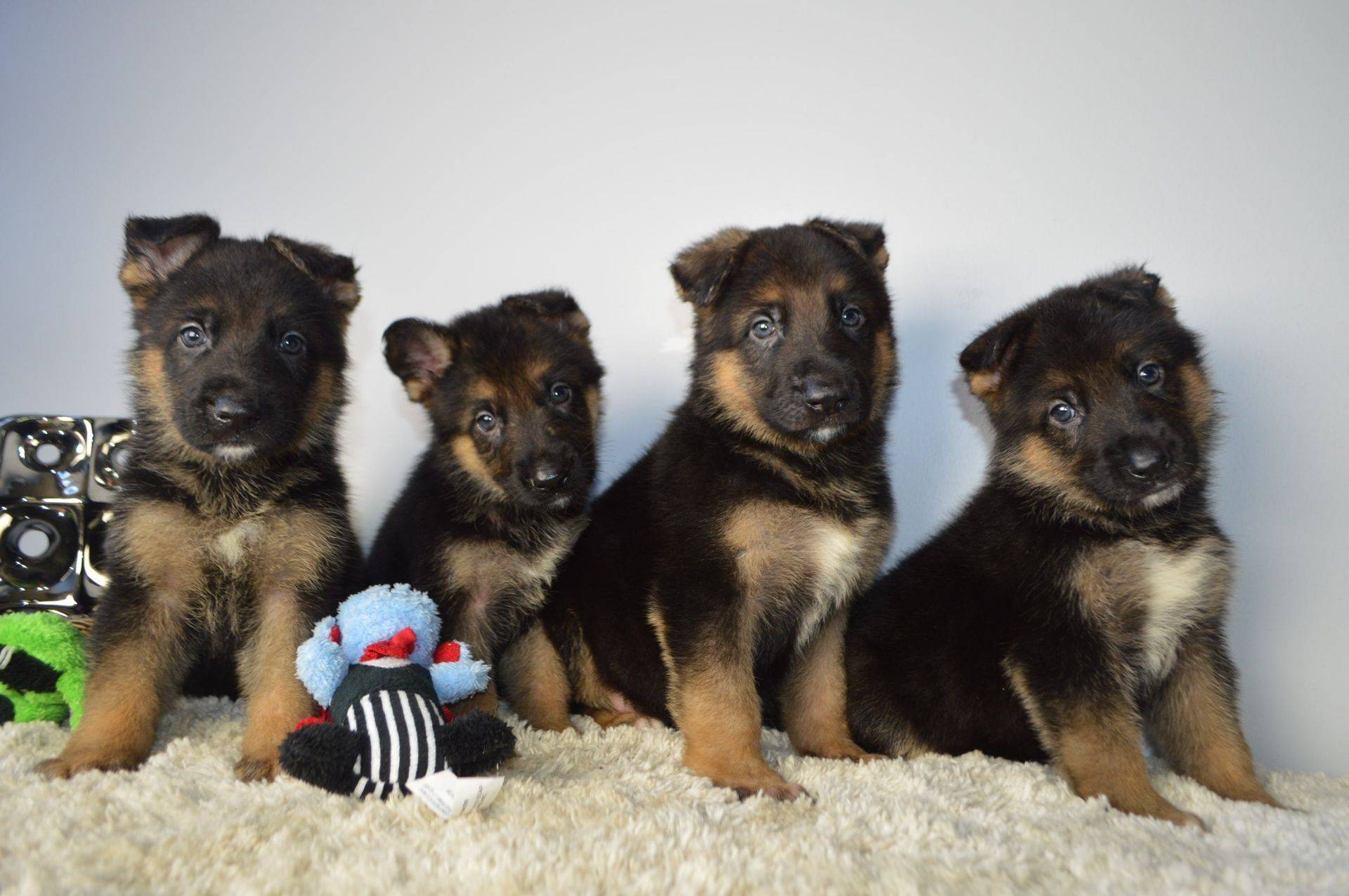 Cute Little Puppies