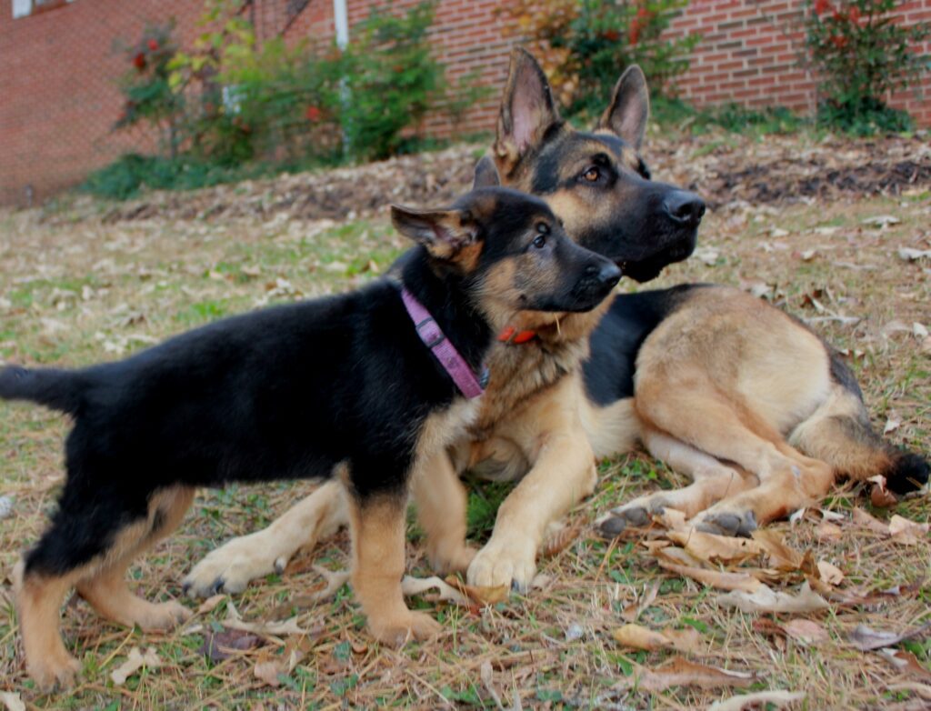 Dogs